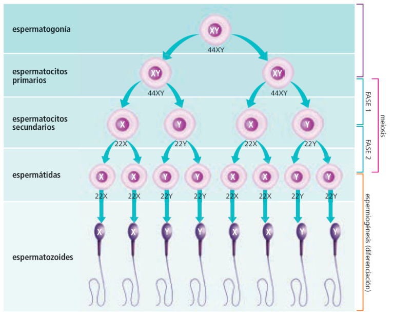 C Mo Se Forman Los Espermatozoides Gravida Fertilitat Avan Ada