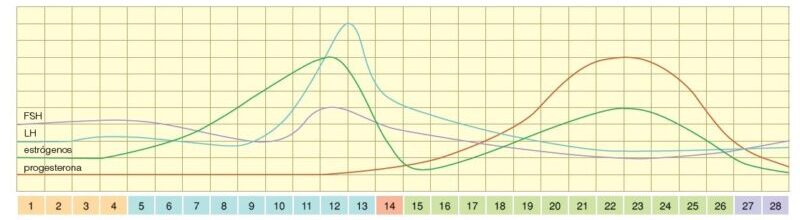 Niveles hormonales en el ciclo menstrual