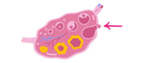 menstrual cycle and ovulation