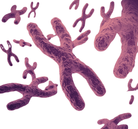 Immagine dei cromosomi bivalenti. Nella diagnosi genetica preimpianto (DGP) delle anomalie cromosomiche, vengono analizzate le anomalie nel numero o nella struttura dei cromosomi.