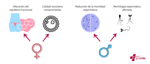 esquema sobre cómo afecta la diabetes a la fertilidad de mujeres (alteración del equilibrio hormonal y calidad ovocitaria comprometida) y de hombres (reducción en la movilidad y morfología espermática)