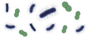 Ilustración de bacterias patógenas relacionadas con infecciones crónicas del endometrio, como las detectadas por el Test ALICE.