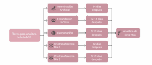 Infografía que muestra los plazos recomendados para realizar la analítica de beta-hCG según el tratamiento de reproducción asistida realizado: 14 días tras la inseminación artificial, 12-14 días tras la punción ovárica en FIV, 9-10 días tras la transferencia en ovodonación, 12 días tras la criotransferencia de un embrión en día 3 y 9-10 días si el embrión transferido es de día 5.